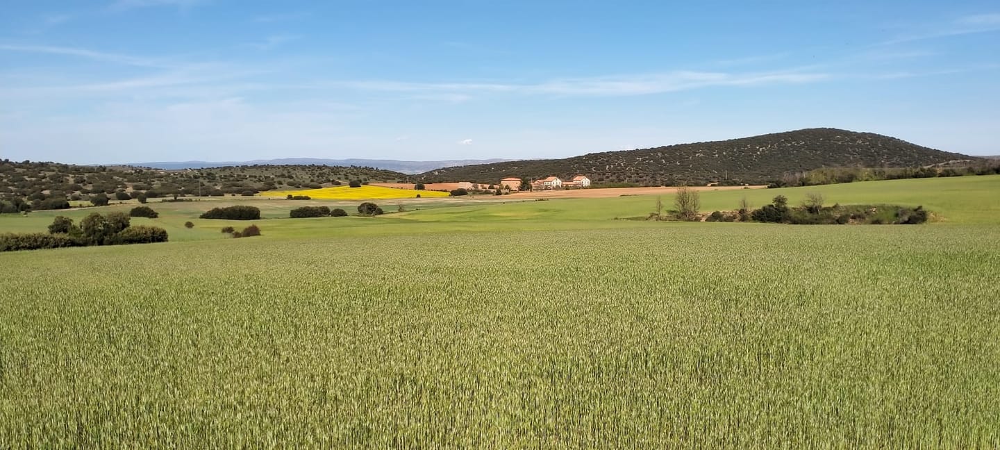 La Vía Verde cruzando campos de cereal verde bajo un cielo despejado